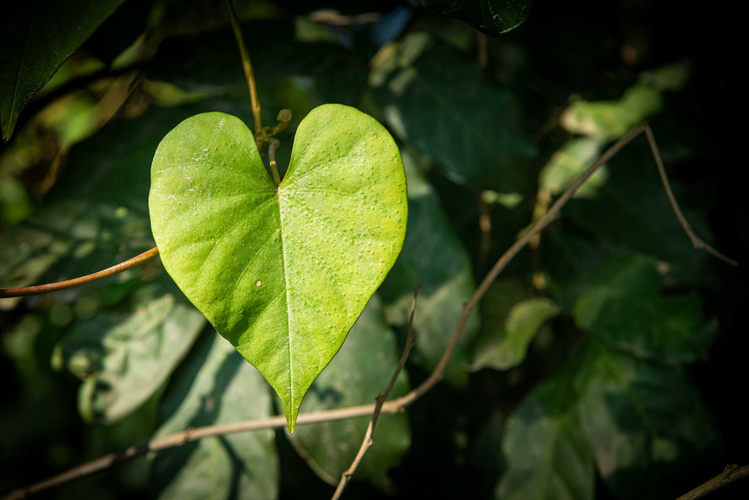 pexels denis svet 1608008 27536198